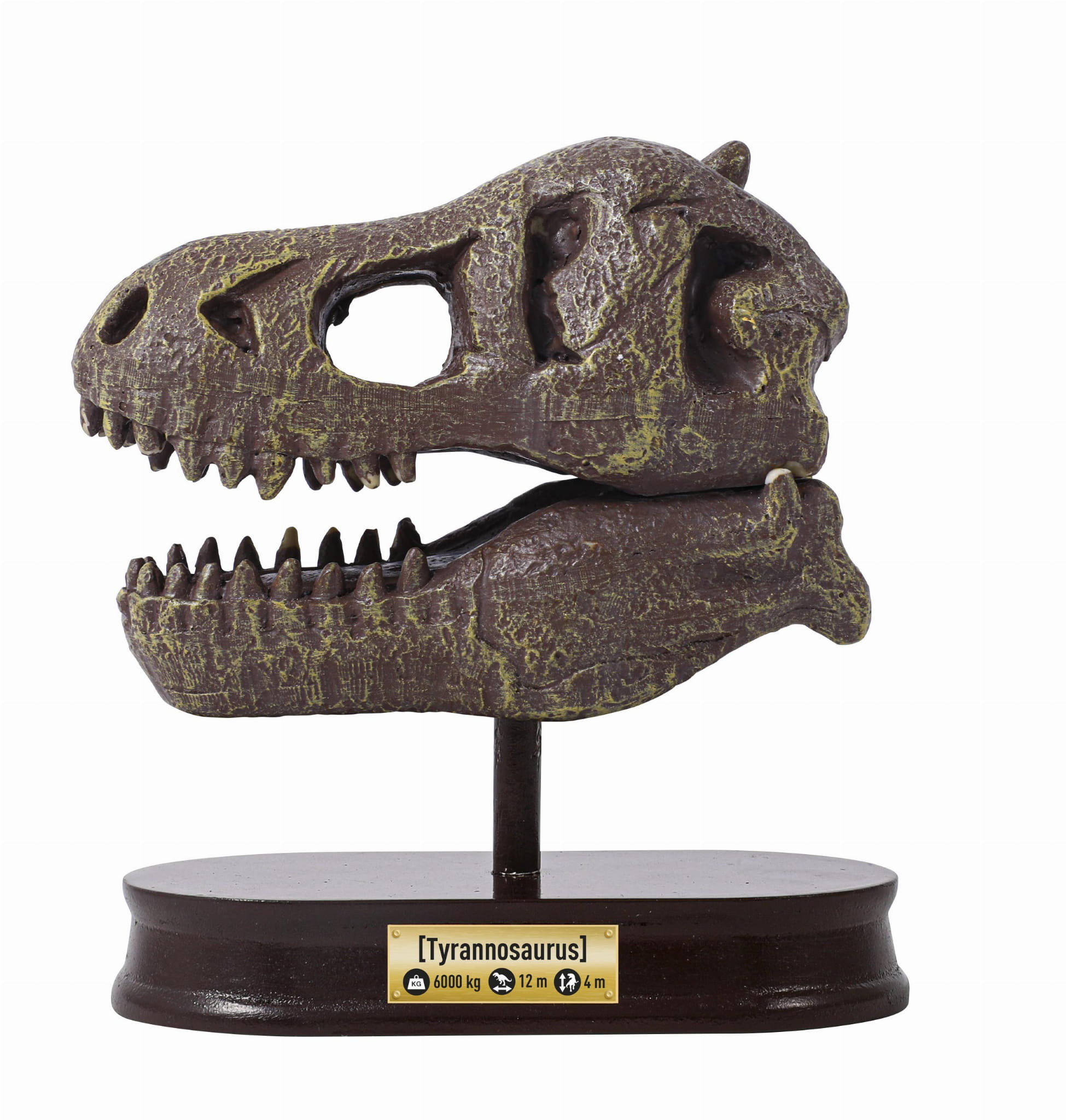 Buki - Muzeum czaszek dinozaura Tyranozaur