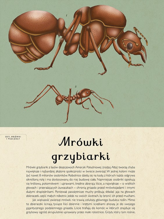 Wydawnictwo Dwie Siostry - Insektarium