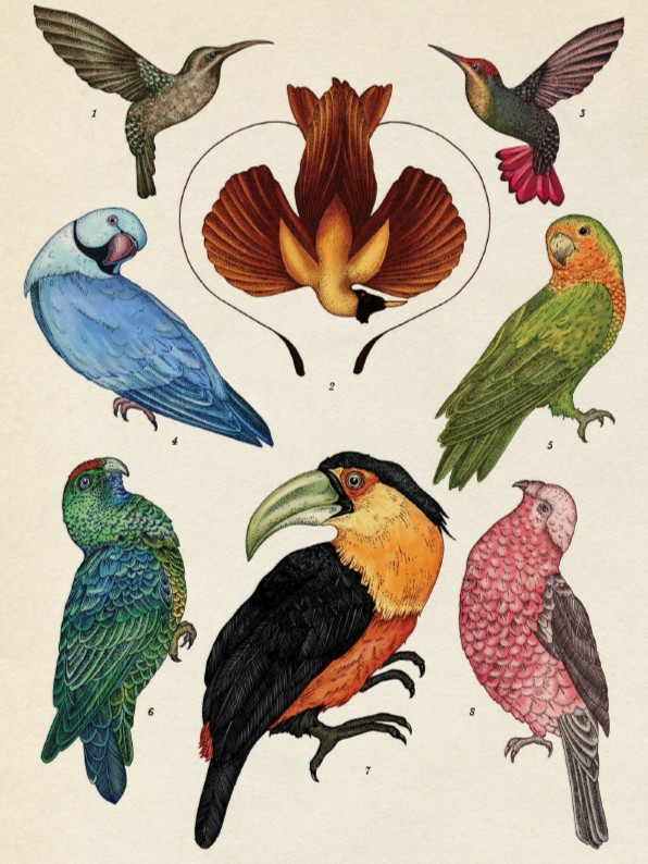 Wydawnictwo Dwie Siostry - Animalium