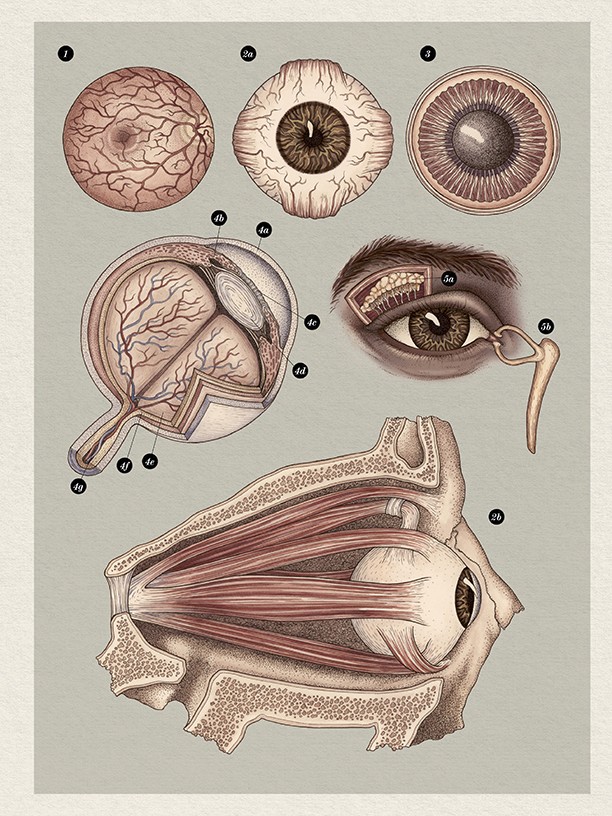 Wydawnictwo Dwie Siostry - Anatomicum